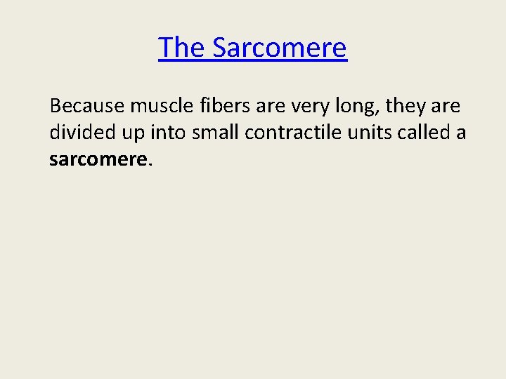 The Sarcomere Because muscle fibers are very long, they are divided up into small