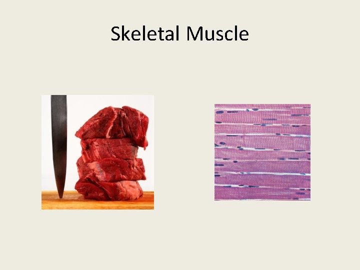 Skeletal Muscle 