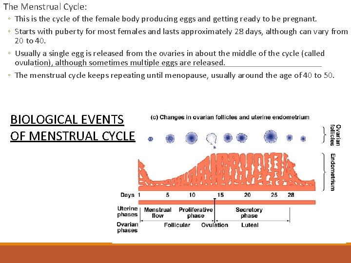 The Menstrual Cycle: ◦ This is the cycle of the female body producing eggs