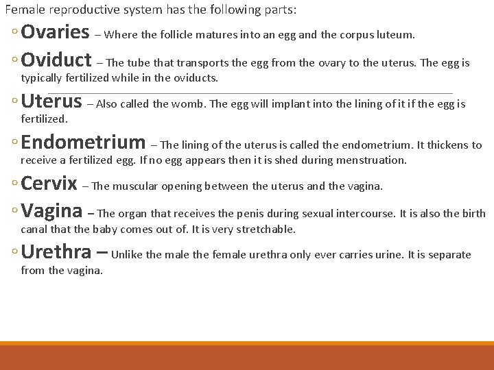 Female reproductive system has the following parts: ◦ Ovaries – Where the follicle matures