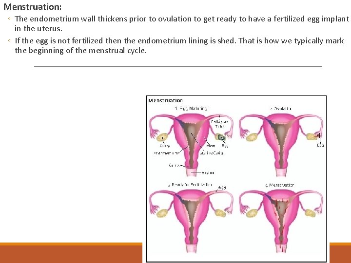 Menstruation: ◦ The endometrium wall thickens prior to ovulation to get ready to have