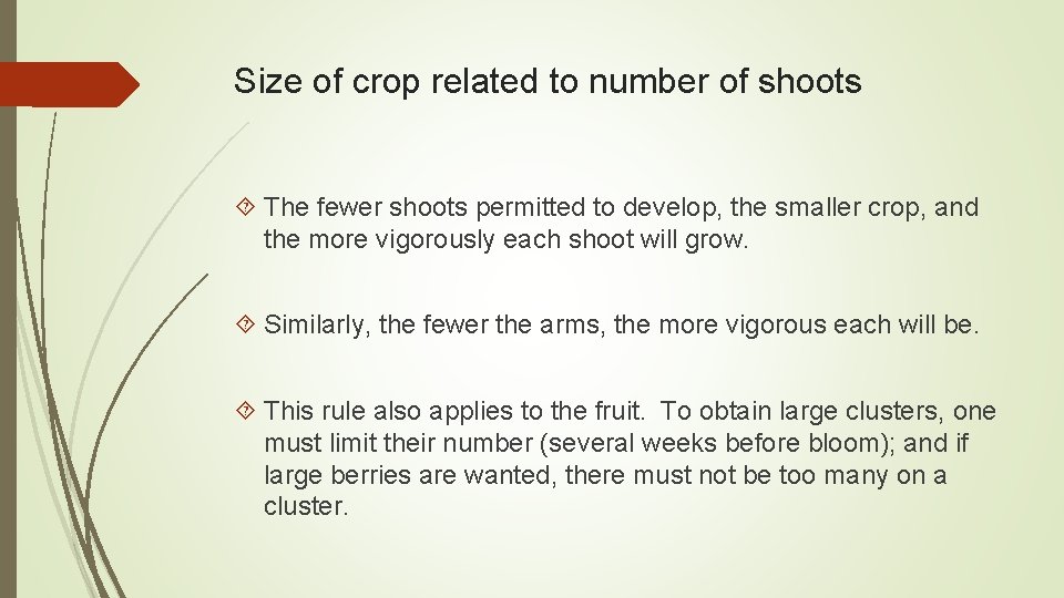 Size of crop related to number of shoots The fewer shoots permitted to develop,