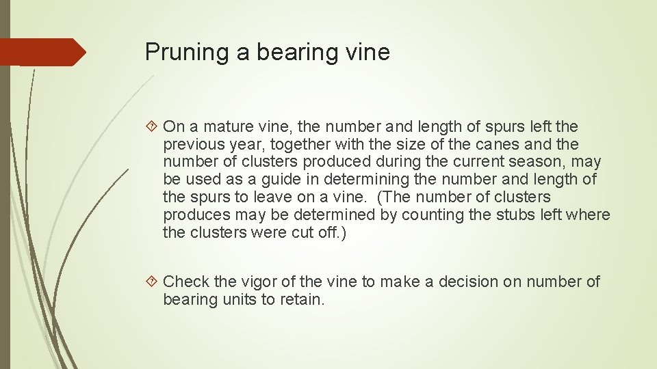 Pruning a bearing vine On a mature vine, the number and length of spurs