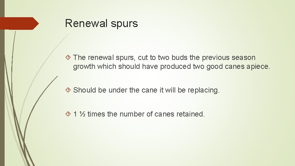 Renewal spurs The renewal spurs, cut to two buds the previous season growth which