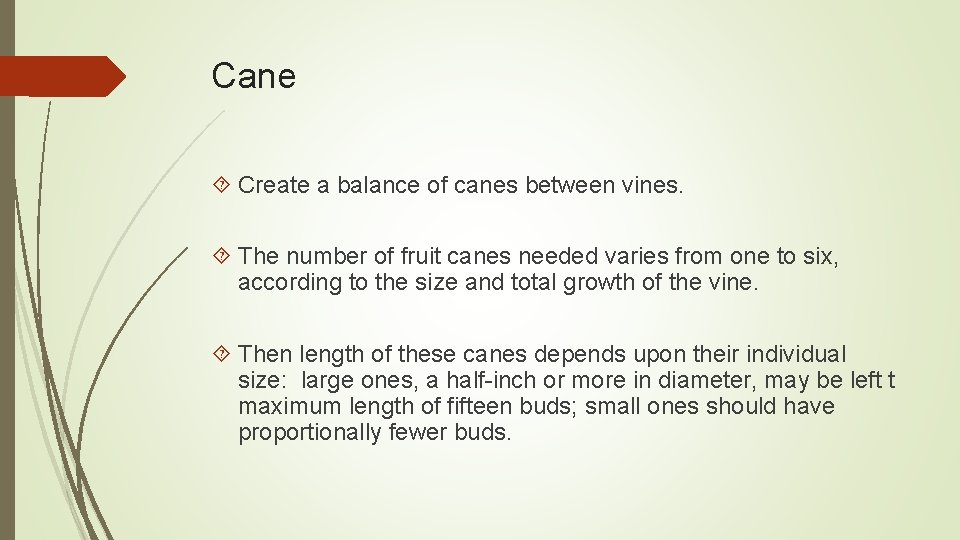 Cane Create a balance of canes between vines. The number of fruit canes needed