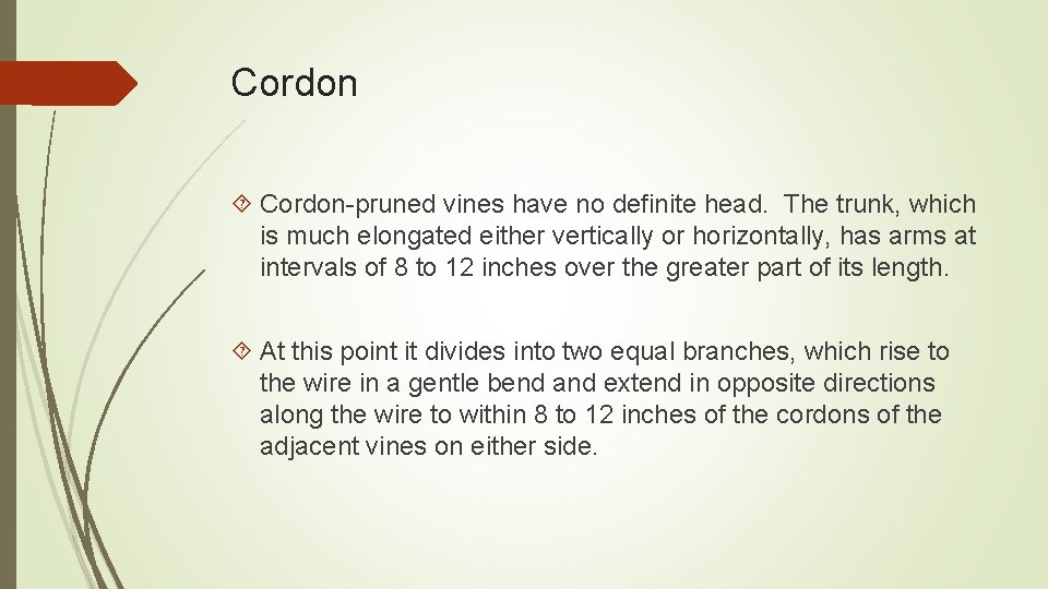 Cordon Cordon-pruned vines have no definite head. The trunk, which is much elongated either