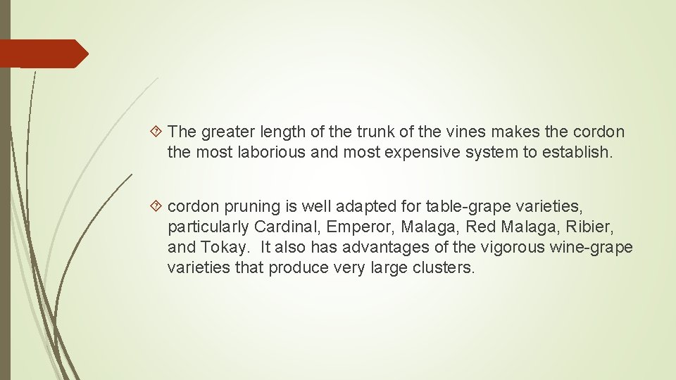  The greater length of the trunk of the vines makes the cordon the