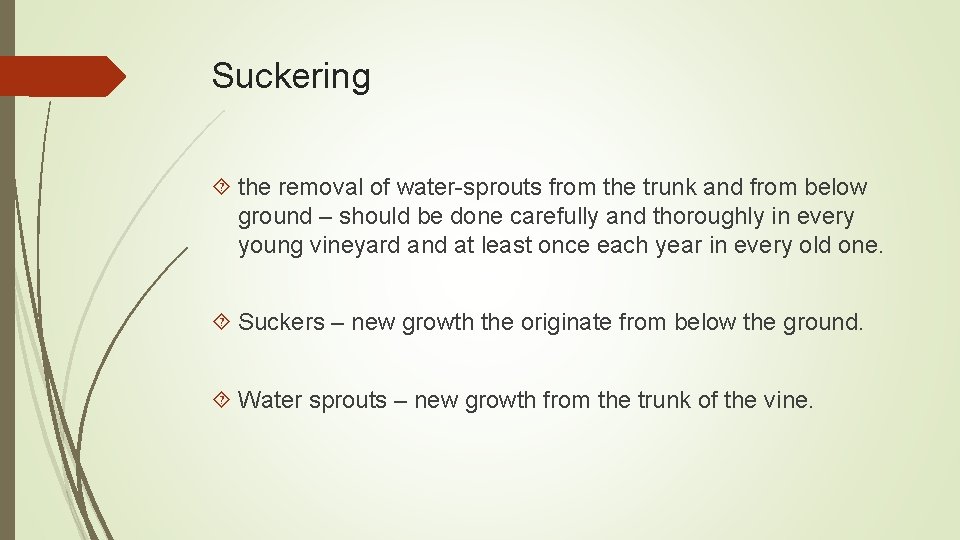 Suckering the removal of water-sprouts from the trunk and from below ground – should