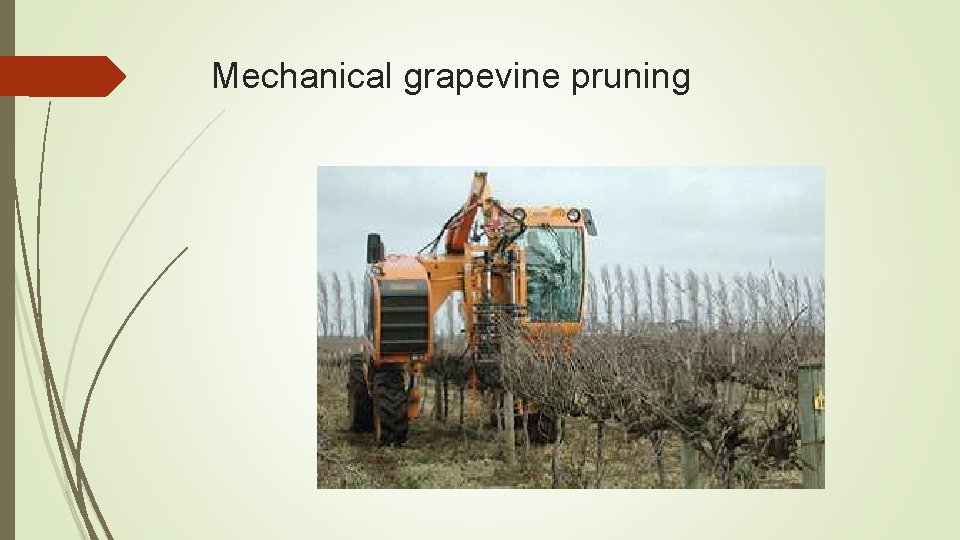 Mechanical grapevine pruning 