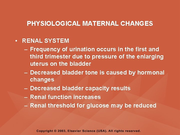 PHYSIOLOGICAL MATERNAL CHANGES • RENAL SYSTEM – Frequency of urination occurs in the first