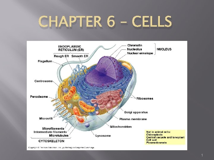 CHAPTER 6 – CELLS 1 