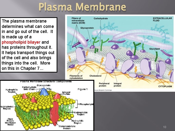 Plasma Membrane The plasma membrane determines what can come in and go out of