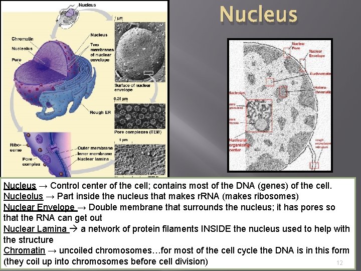 Nucleus → Control center of the cell; contains most of the DNA (genes) of