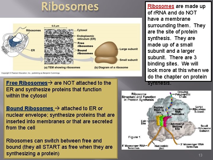 Ribosomes Free Ribosomes are NOT attached to the ER and synthesize proteins that function