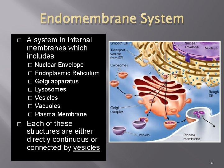 Endomembrane System � A system in internal membranes which includes Nuclear Envelope � Endoplasmic