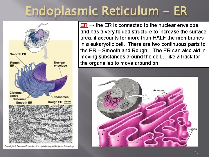 Endoplasmic Reticulum - ER ER → the ER is connected to the nuclear envelope