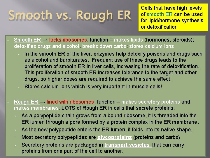Smooth vs. Rough ER Cells that have high levels of smooth ER can be