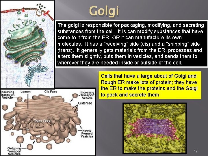 Golgi The golgi is responsible for packaging, modifying, and secreting substances from the cell.