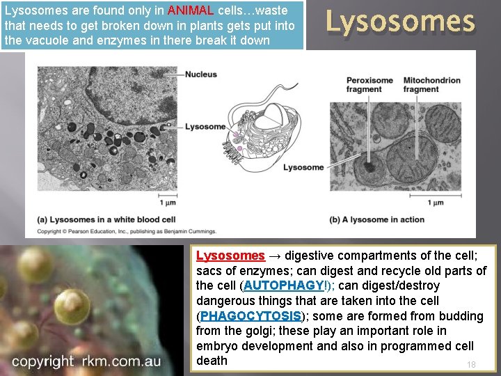 Lysosomes are found only in ANIMAL cells…waste that needs to get broken down in