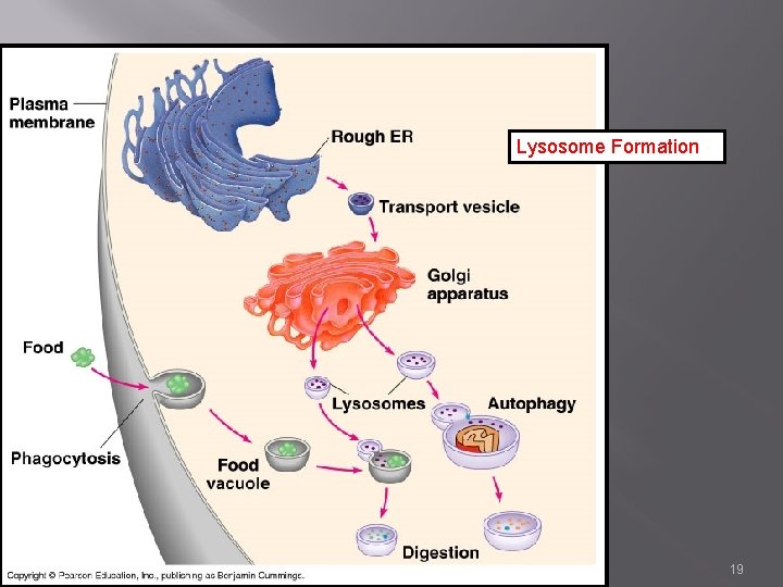 Lysosome Formation 19 