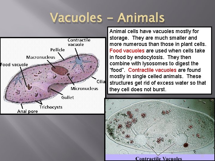 Vacuoles - Animals Animal cells have vacuoles mostly for storage. They are much smaller