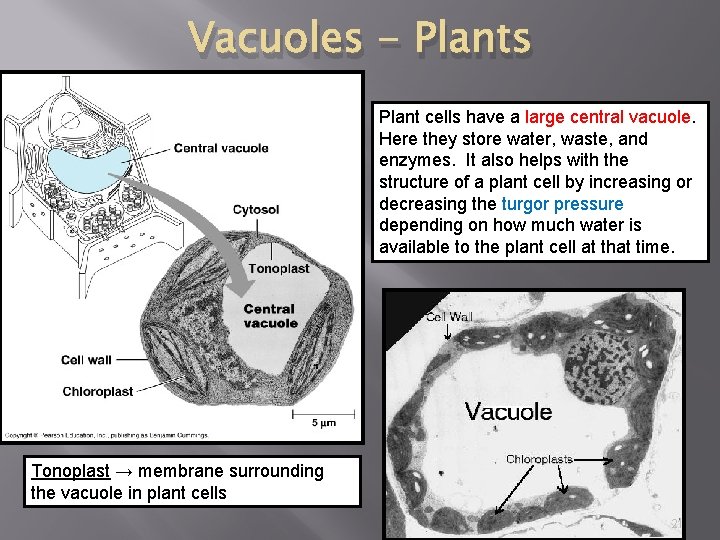 Vacuoles - Plants Plant cells have a large central vacuole. Here they store water,