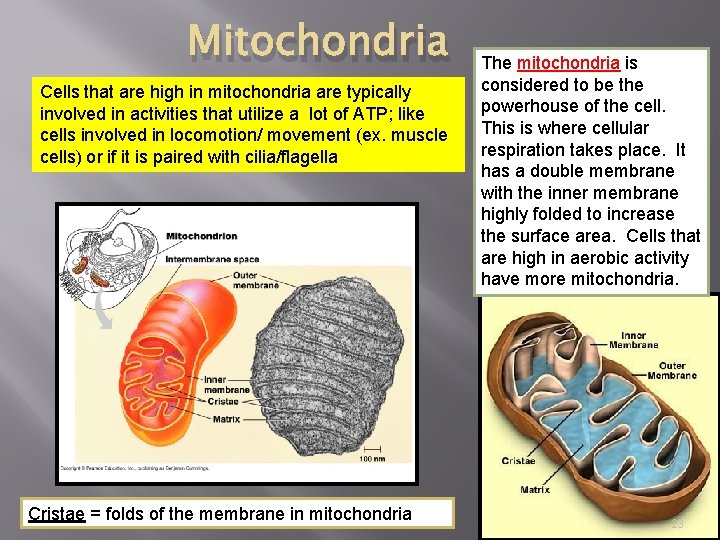 Mitochondria Cells that are high in mitochondria are typically involved in activities that utilize