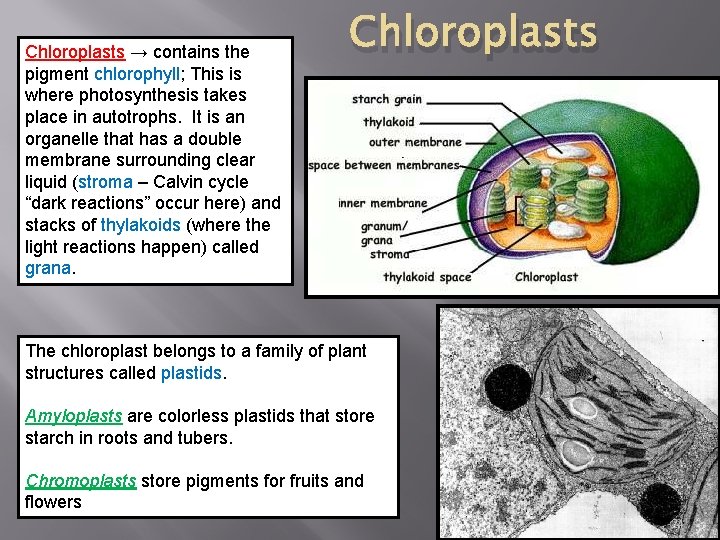 Chloroplasts → contains the pigment chlorophyll; This is where photosynthesis takes place in autotrophs.