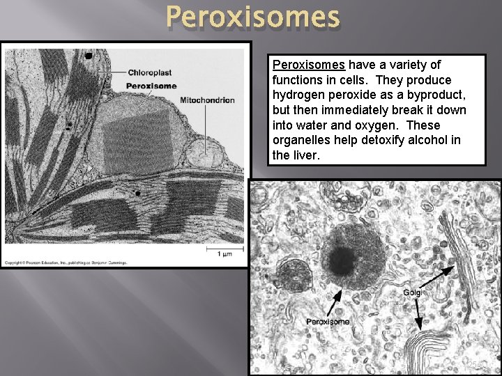Peroxisomes have a variety of functions in cells. They produce hydrogen peroxide as a