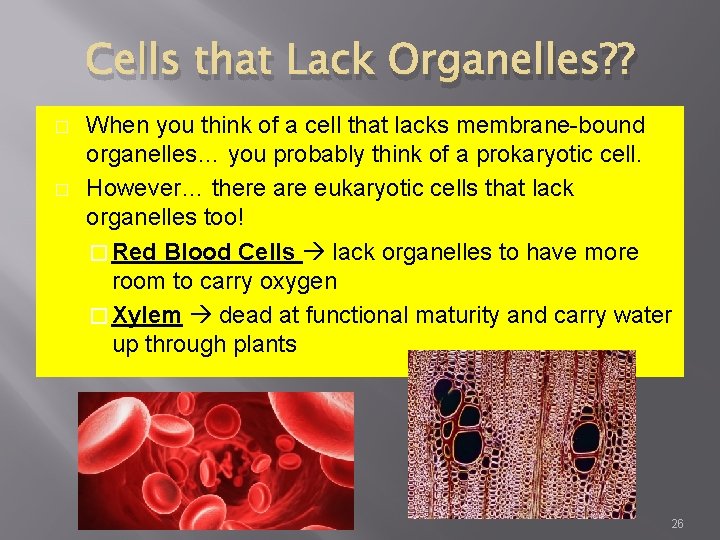 Cells that Lack Organelles? ? � � When you think of a cell that