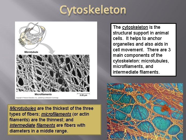 Cytoskeleton The cytoskeleton is the structural support in animal cells. It helps to anchor