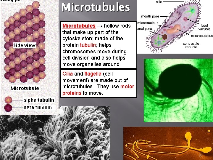 Microtubules → hollow rods that make up part of the cytoskeleton; made of the
