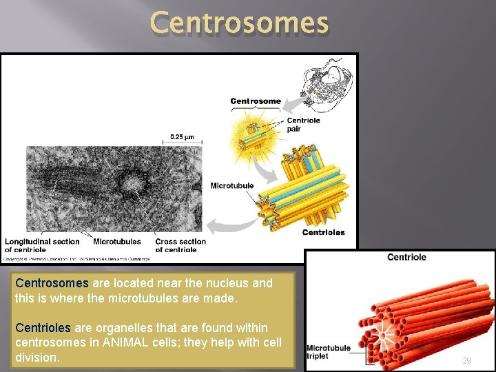 Centrosomes are located near the nucleus and this is where the microtubules are made.