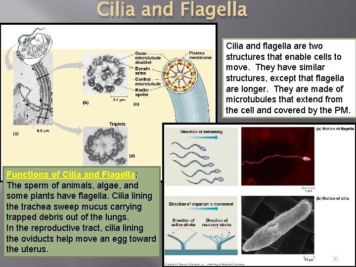 Cilia and Flagella Cilia and flagella are two structures that enable cells to move.
