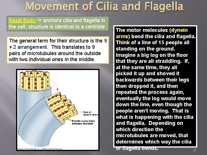 Movement of Cilia and Flagella Basal Body anchors cilia and flagella in the cell;