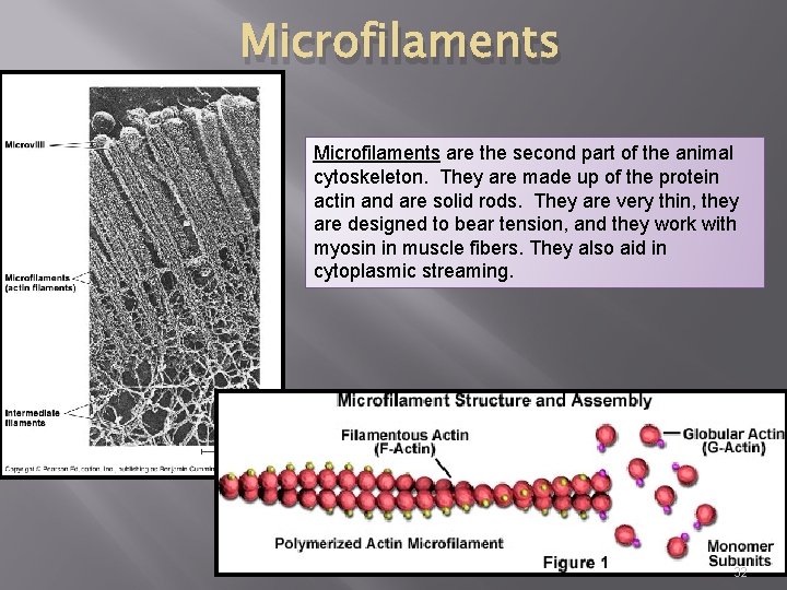 Microfilaments are the second part of the animal cytoskeleton. They are made up of