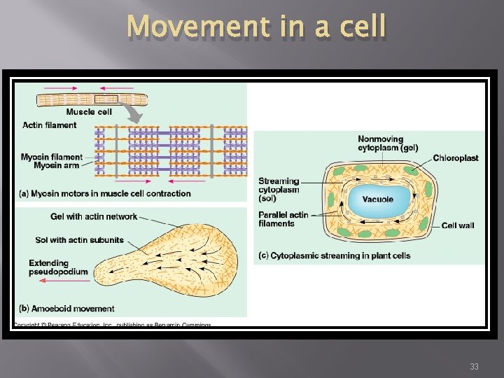 Movement in a cell 33 