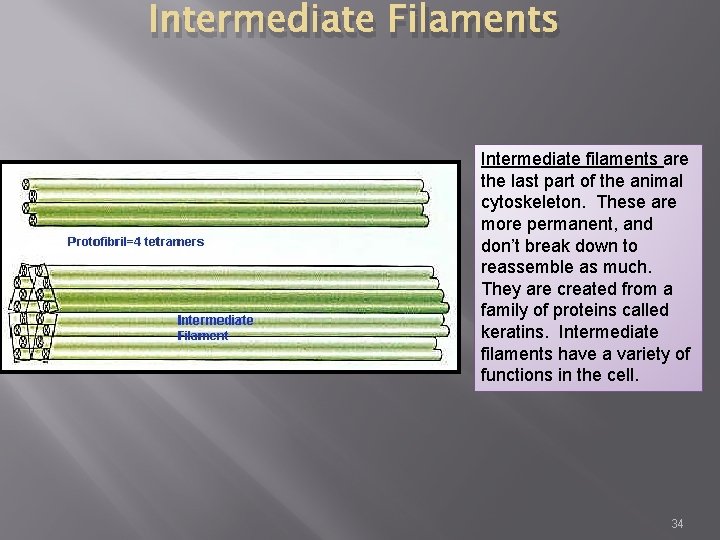 Intermediate Filaments Intermediate filaments are the last part of the animal cytoskeleton. These are