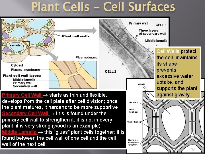 Plant Cells – Cell Surfaces Primary Cell Wall → starts as thin and flexible,
