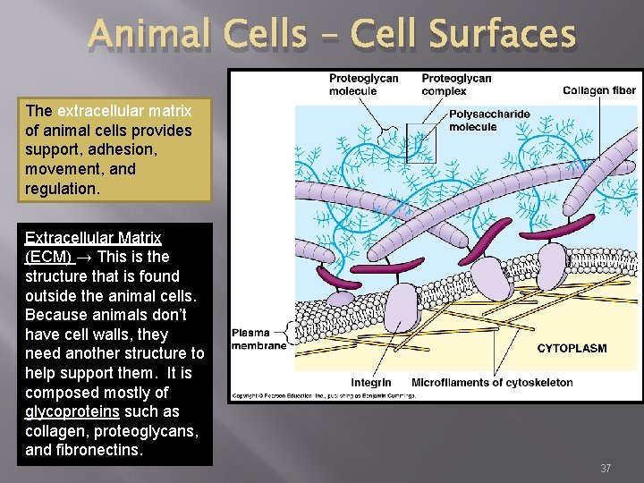 Animal Cells – Cell Surfaces The extracellular matrix of animal cells provides support, adhesion,