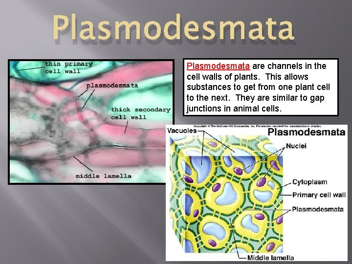 Plasmodesmata are channels in the cell walls of plants. This allows substances to get