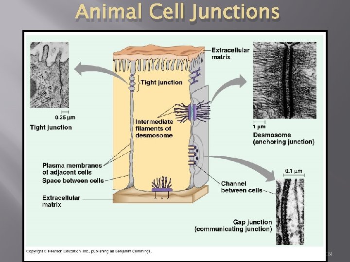 Animal Cell Junctions 39 