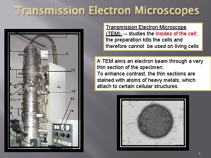 Transmission Electron Microscopes Transmission Electron Microscope (TEM) → studies the insides of the cell;