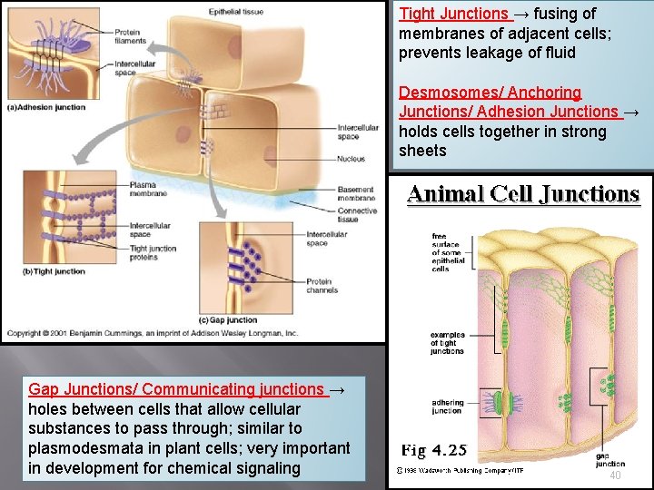 Tight Junctions → fusing of membranes of adjacent cells; prevents leakage of fluid Desmosomes/