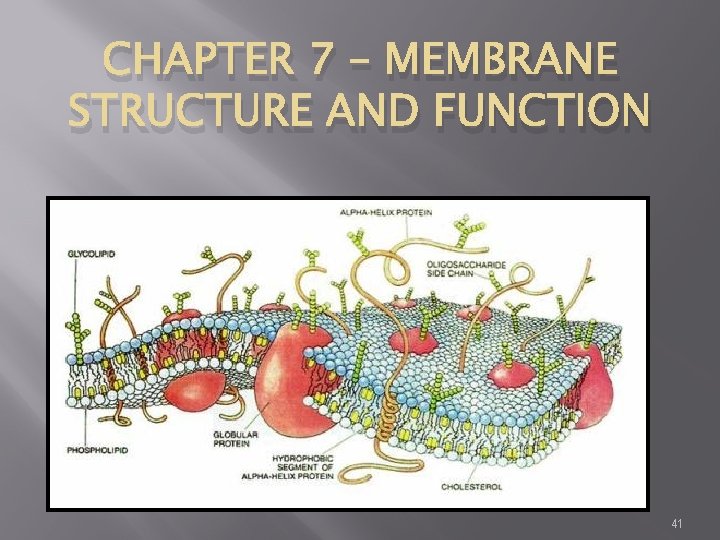 CHAPTER 7 – MEMBRANE STRUCTURE AND FUNCTION 41 