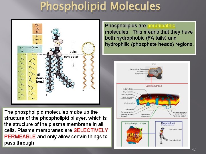 Phospholipid Molecules Phospholipids are amphipathic molecules. This means that they have both hydrophobic (FA