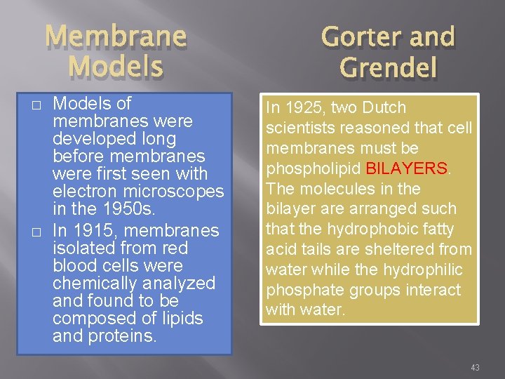 Membrane Models � � Models of membranes were developed long before membranes were first