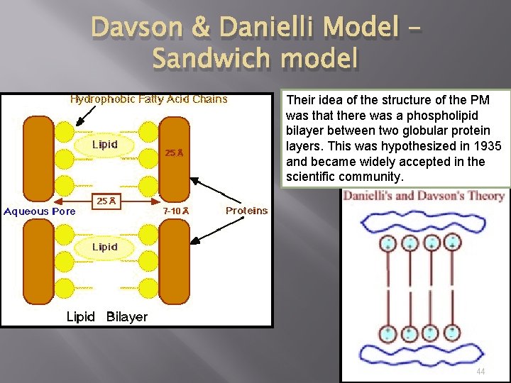 Davson & Danielli Model – Sandwich model Their idea of the structure of the