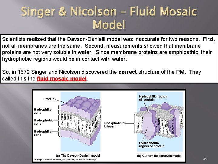 Singer & Nicolson – Fluid Mosaic Model Scientists realized that the Davson-Danielli model was