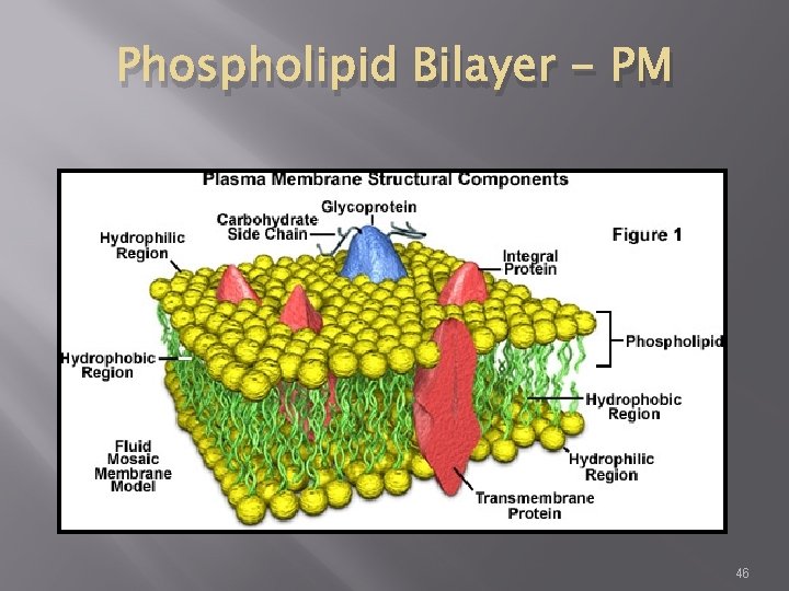 Phospholipid Bilayer - PM 46 